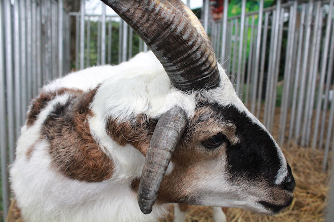 Kambing bertanduk empat antara haiwan unik yang di pamerkan di Laman Ternakan