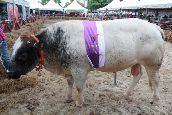  Lembu Sado di Laman Ternakan