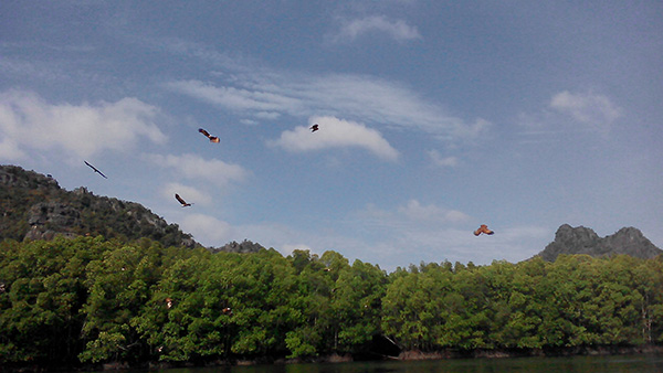  Lokasi tempat burung helang makan terletak di Sungai Kilim.