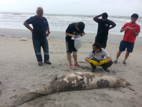  Ng (duduk) ketika mengambil spesimen bangkai dugong yang ditemui mati di Pantai Tanjung Logok di kawasan Felda Tenggaroh Selatan Satu. — Gambar Bernama