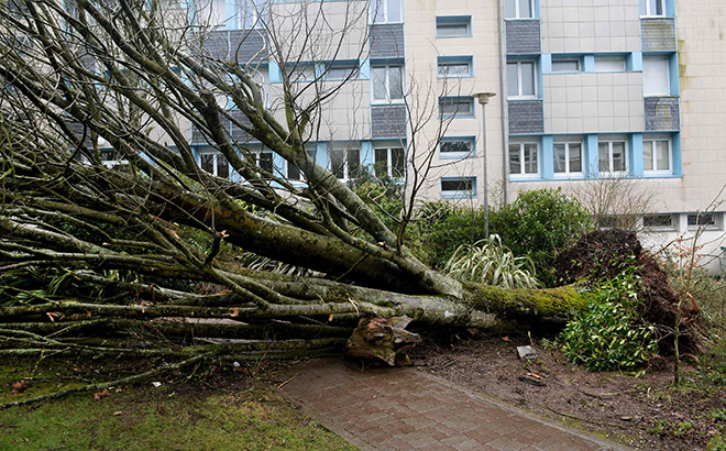  Gambar dirakam kelmarin menunjukkan pokok besar tumbang akibat ribut kencang di Carhaix-Plouguer, barat Perancis. — Gambar AFP