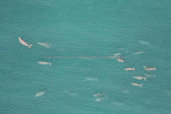  Sekumpulan besar dugong yang dijumpai di sekitar Pulau Sibu sewaktu pemantauan dari udara oleh MareCet. — Gambar Bernama