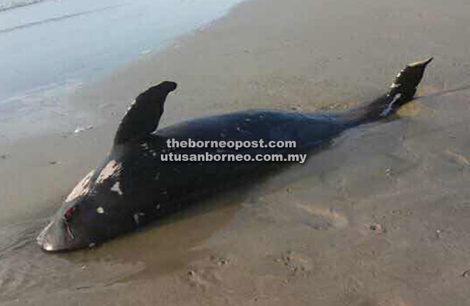  Bangkai ikan lumba-lumba ditemui terdampar di Pantai Luak, Miri Isnin lalu.