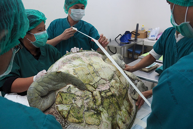  Gambar fail 6 Mac menunjukkan doktor haiwan bersiap sedia untuk membedah Omsin di Fakulti Sains Veterinari, Universiti Chulalongkorn di Bangkok. — Gambar Reuters