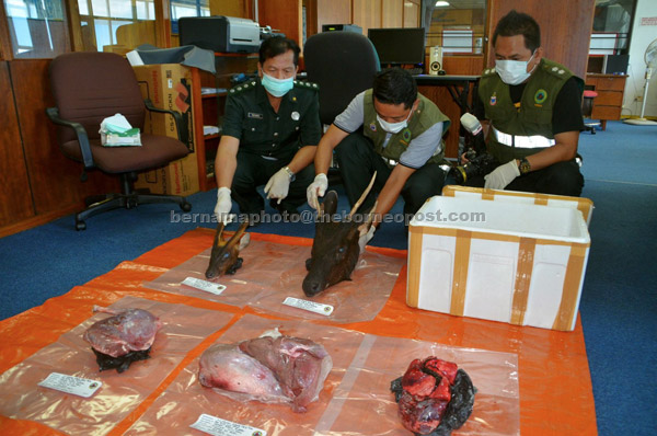  Anggota Jabatan Hidupan Liar Sandakan memeriksa daging rusa dan kijang yang dirampas di Lapangan Terbang Sandakan semalam. — Gambar Bernama 