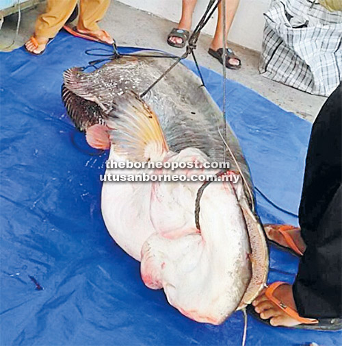 Ikan tapah gergasi