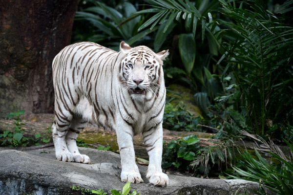  Gambar fail menunjukkan ‘Omar’ ketika hayatnya di Zoo Singapura. — Gambar AFP