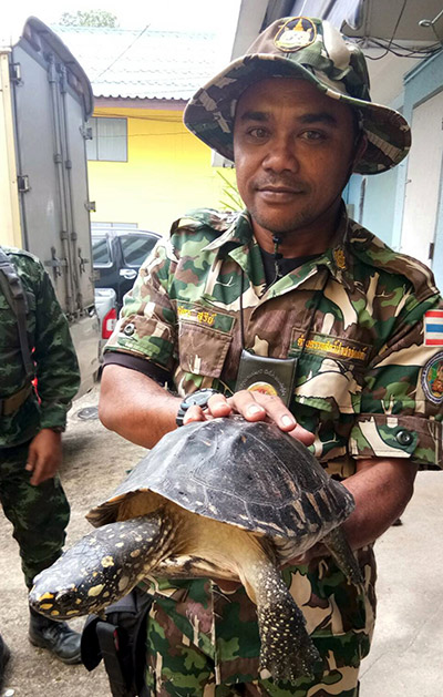  Pegawai Thailand menunjukkan seekor kura-kura           yang dirampas daripada seorang rakyat Malaysia di pintu masuk Imigresen Padang Besar di Songkhla kelmarin. — Gambar Bernama