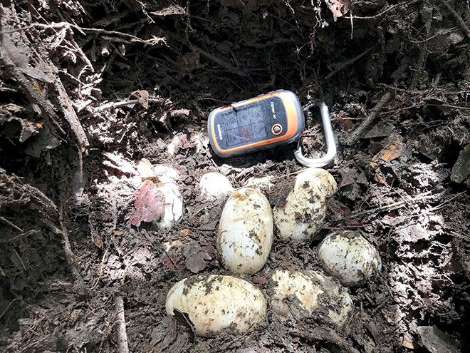  Gambar serahan Persatuan Pemuliharaan Hidupan Liar kelmarin            menunjukkan sarang dengan 19 telur buaya siam yang merupakan spesies terancam yang ditemui berhampiran kolam di wilayah barat daya Koh Kong, Kemboja. — Gambar AFP 