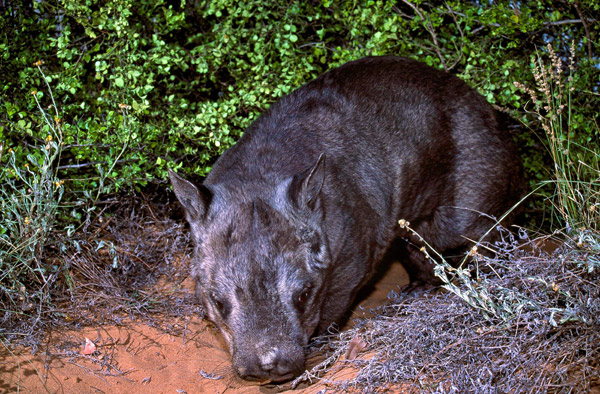  Gambar serahan EHP semalam menunjukkan seekor wombat hidung berbulu utara muncul dari semak di Queensland. — Gambar AFP