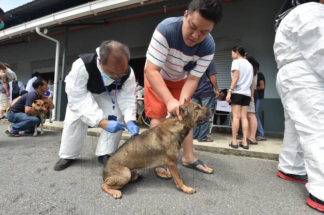 Gambar fail menunjukkan program pemvaksinan anti rabies baru-baru ini.