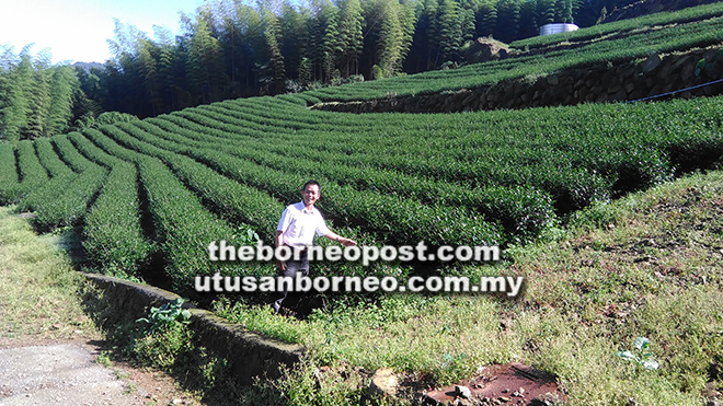  Jaden Ting bergambar di ladang teh yang diusahakan empat tahun lalu tumbuh segar di gunung Ali.