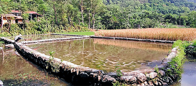  Sawah padi di Toucheng. 