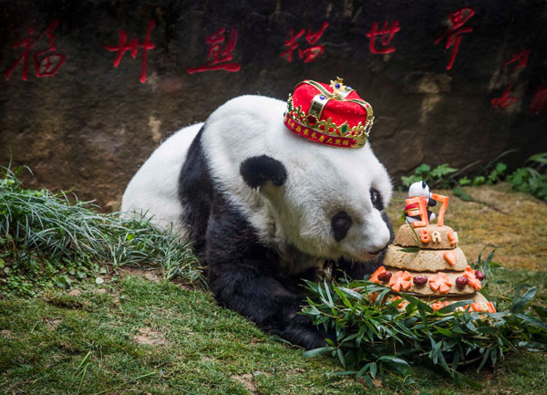  Gambar fail menunjukkan ‘Basi’ menikmati kek hari jadinya yang disediakan oleh pengendalinya di pusat panda gergasi di Fuzhou, China pada 18 Januari lalu. — Gambar AFP