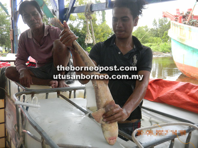  Seorang awak-awak warga Vietnam menunjukkan ikan yu cicak yang masih hidup dan dirampas oleh APMM. 