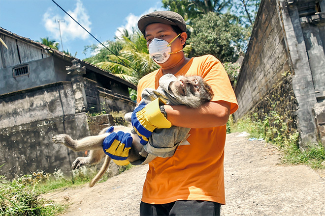  Seorang pekerja badan kebajikan membawa monyet sakit yang telah dibius untuk dipindahkan dari rumah seorang penduduk di Sideman, dekat Gunung Agung dalam kawasan Karangasem di Bali, kelmarin. — Gambar AFP