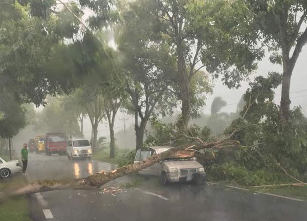  Kejadian pokok tumbang di Jalan Santubong, Kuching. — Gambar media sosial