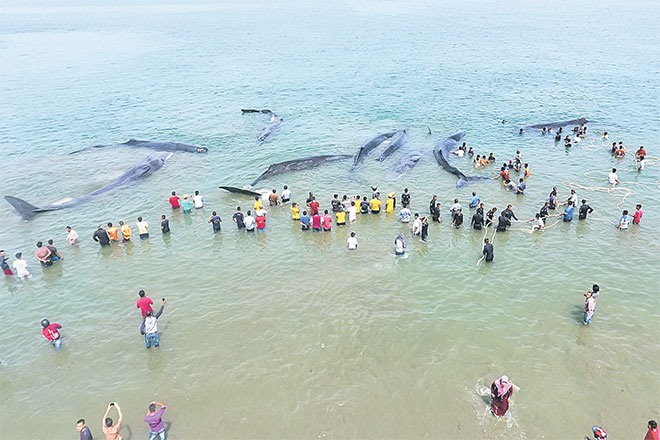  Gambar rakaman dron menunjukkan pegawai Agensi Pemuliharaan Alam Sekitar (BKSDA) dan aktivis alam sekitar cuba membantu sembilan ikan paus sperma yang terdampar di Aceh Besar kelmarin. — Gambar AFP