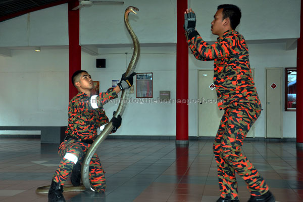  Muhammad Azizi (kiri) dan Safiq menunjukkan kemahiran mengendalikan haiwan berbisa ular tedung selar di Akademi Bomba Dan Penyelamat Malaysia Wilayah Timur Wakaf Tapai, Marang. — Gambar Bernama