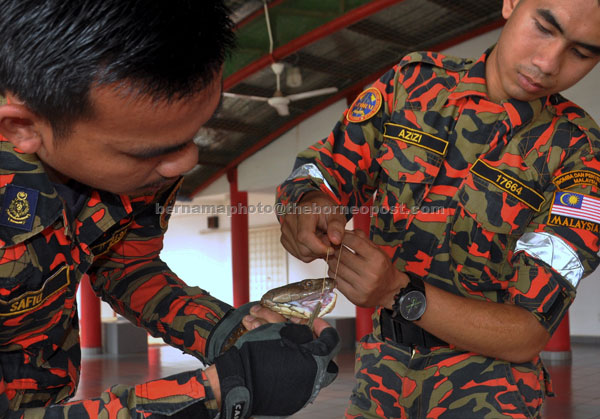  Muhammad Azizi (kanan) membantu jurulatih  Safiq memeriksa mulut ular tedung selar bagi memastikan haiwan berkenaan dalam keadaan sihat di Akademi Bomba Dan Penyelamat Malaysia Wilayah Timur Wakaf Tapai, Marang. — Gambar Bernama