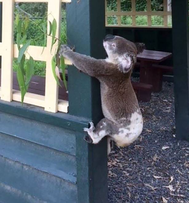  Gambar serahan Koala Rescue Queensland menunjukkan bangkai koala dijumpai diskru pada sebatang tiang dalam satu perbuatan ‘menjijikkan’ yang mencetuskan kemarahan dalam media sosial di Australia semalam. — Gambar AFP