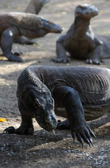 Fail foto bertarikh 3 Disember 2010 menunjukkan biawak Komodo kelihatan di kawasan pantai pulau Rinca, sebahagian kawasan Taman Negara Komodo yang dilindungi. -  Foto AFP