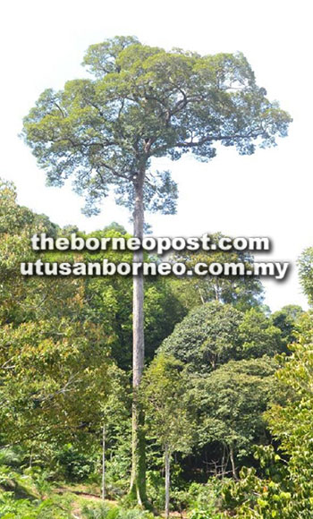  Pokok durian merah yang diiktiraf tertua dan tertinggi di Tongod.