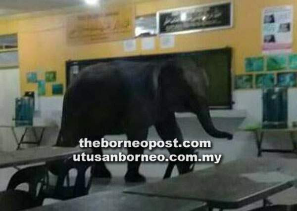  Gajah yang memasuki dewan makan asrama SMK Telupid menggemparkan warga sekolah.