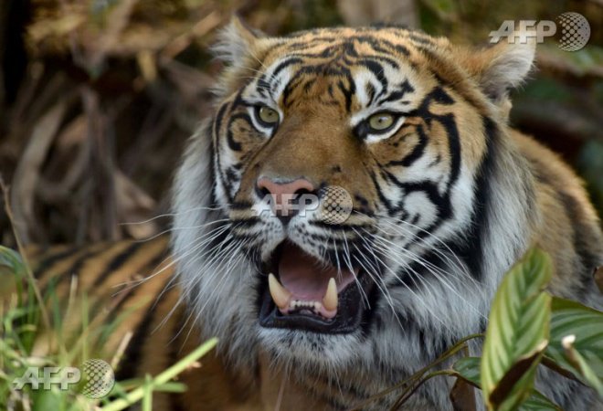 Harimau membunuh seorang lelaki di Indonesia, serangan berdarah kedua tahun ini. - Foto fail AFP