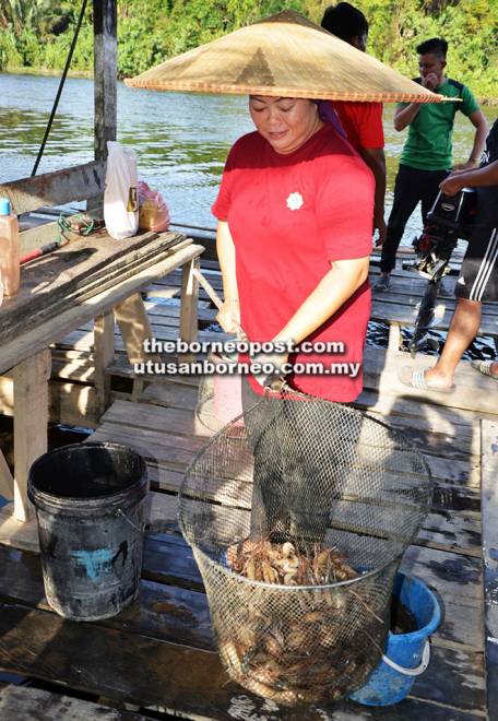  Seorang penduduk menunjukkan udang yang berjaya ditangkap dengan penyauk semasa musim udang timbul di sungai daerah kecil Balingian bulan lepas.