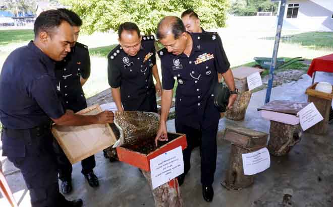  Noh (kanan) melihat salah satu bongkah sarang kelulut yang dirampas dalam dua operasi berasingan di sekitar daerah ini dekat Kuala Nerang pada pada 9 dan 15 April lalu. — Gambar Bernama