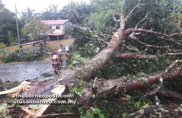 POKOK tumbang yang turut menghalang laluan jalan raya dan hampir menimpa rumah penduduk di Kampung Kolapis Darat, Beluran.