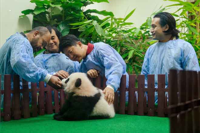  Bai Tian (dua kanan) hadir untuk melihat sendiri anak panda baharu milik panda Liang Liang dan Xing Xing sewaktu sesi pengenalan kepada para pengamal media di Zoo Negara dekat Kuala Lumpur, semalam. — Gambar Bernama