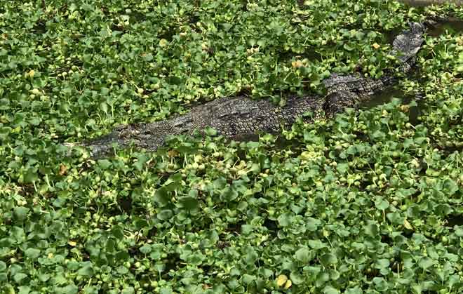  Seekor buaya air masin kelihatan berenang di bawah kolam khas di Crocodile Adventureland Langkawi, sebuah taman buaya yang disediakan oleh Taman Buaya Langkawi Sdn Bhd. — Gambar Bernama