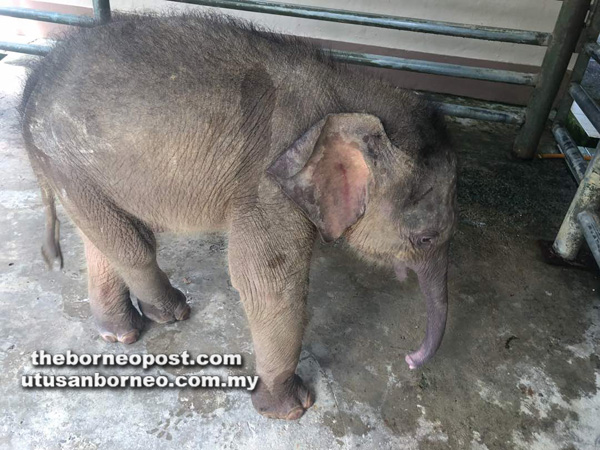 ANAK gajah berumur kira-kira dua hingga tiga minggu yang ditemukan bersendirian di Ladang Burmas, Tawau.