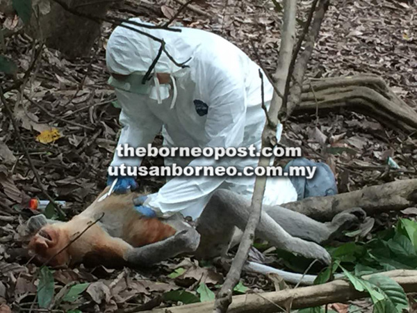 PENYELIDIK menjalankan bedah siasat ke atas bangkai monyet proboscis jantan.