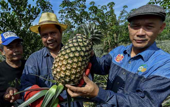  Mohd Zamani (kanan) menunjukkan buah nanas untuk dicadangkan nama ‘Madu Kaca’ sebagai varieti nanas berdaftar kebangsaan di Kampung Gual Pasong Hantu, Rantau Panjang di Pasir Mas, kelmarin. — Gambar Bernama