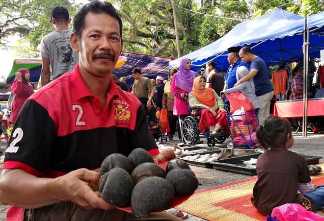 Ubat Buasir Siput Gondang - Jurupulih