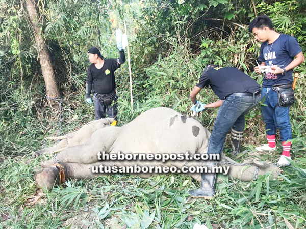 PETUGAS JHLS memberikan rawatan awal terhadap gajah yang ditemukan terjerat di Taliwas Lahad Datu pada Selasa.