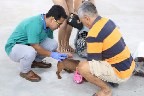 Dr. Jackie (kiri) memberi suntikan rabies kepada salah seekor anjing dengan bantuan pemilik anjing.