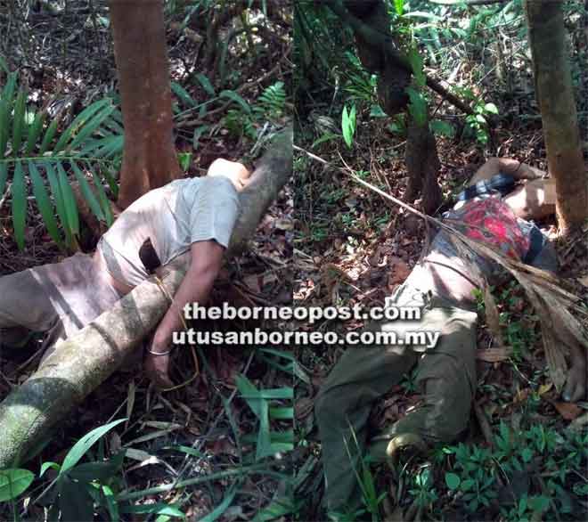 Mati dipatuk ular Utusan Borneo Online