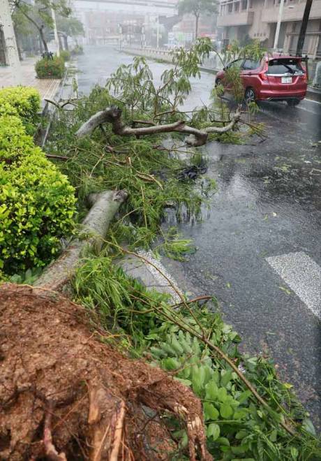  Gambar diambil di pusat bandar Naha, wilayah Okinawa semalam menunjukkan sebatang pokok tumbang ketika pulau itu yang pertama menghadapi Taufan Trami di Jepun. — Gambar AFP