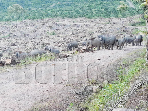 ANTARA kumpulan gajah yang sedang mendapatkan umbut sawit.