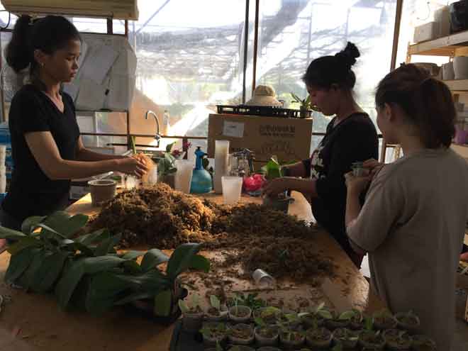  Pekerja Big Leaf Nursery sedang mengisi anak orkid dalam pasu yang baharu.