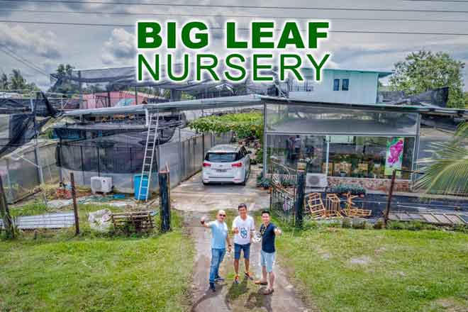  Lim (tengah) berdiri di hadapan Big Leaf Nurseri di Jalan Bario, Lutong.