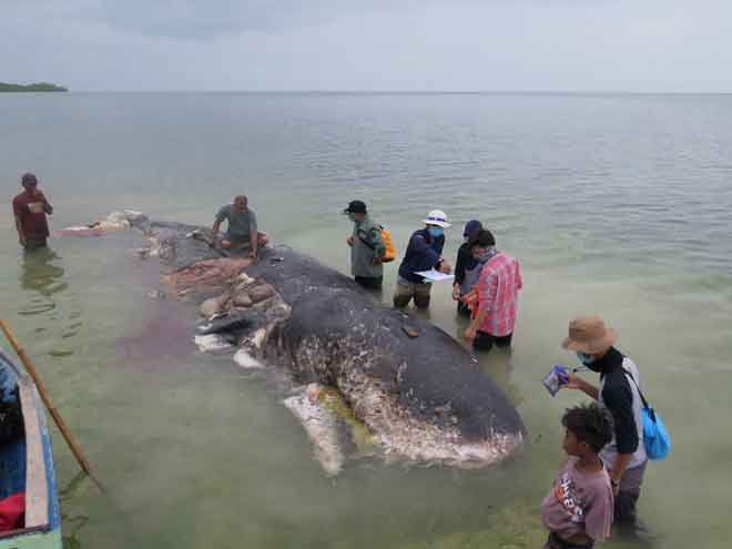  Seekor ikan paus yang dijumpai dengan plastik di dalam perutnya di Wakatobi, Sulawesi Tenggara,          Indonesia, pada 19 November lepas kelihatan dalam gambar ini yang diperolehi dari media sosial Kartika Sumolang/Alfi Kusuma Admaja. — Gambar Reuters