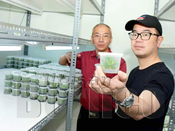 JUNZ menunjukkan benih nanas MD2 semasa melawat makmal kultur tisu nanas Arus Primajaya di Benut, Johor. Turut kelihatan Ketua Pegawai Eksekutif Arus Primajaya, Tan (belakang).