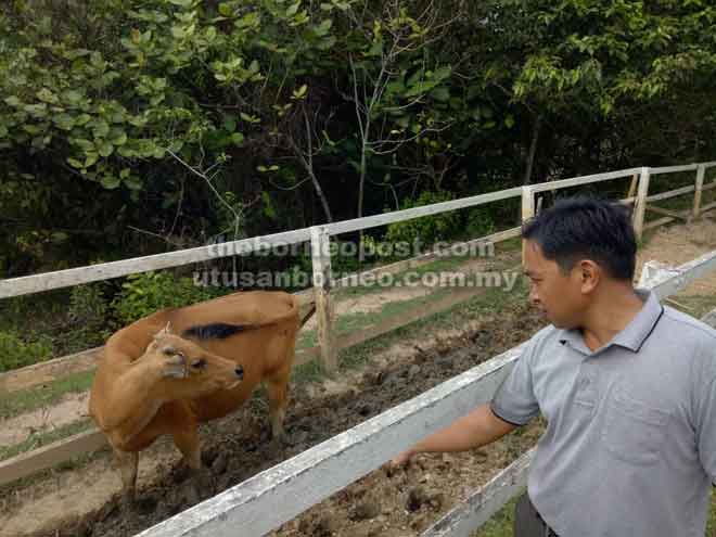  Dr Zaidi membuat pemeriksaan dan pemantauan terhadap lembu Bali.