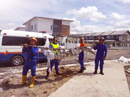 Buaya tersebut berjaya ditangkap oleh anggota APM dan akan dihantar ke Matang.