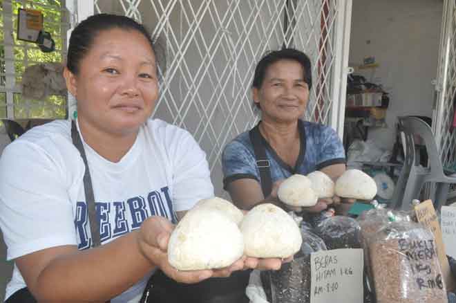  Juraidah Jauhin, 36, menunjukkan sasad atau ragi yang menjadi ramuan utama untuk pembuatan tapai (rice wine) berkualiti di negeri Sabah, semalam. — Gambar Bernama